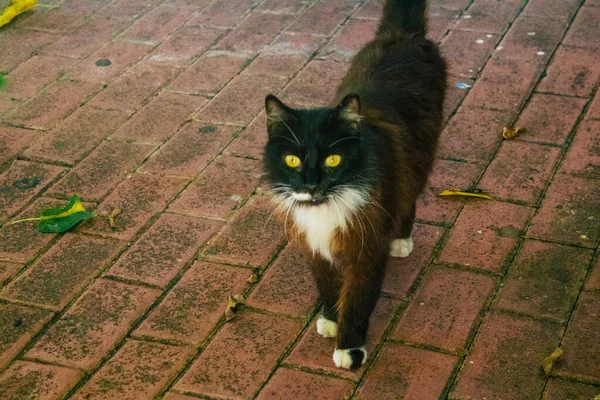 以色列特拉维夫2020年12月20日在以色列城市封锁和考拉韦病毒爆发期间生活在特拉维夫街头的被遗弃的家猫景观 — 图库照片