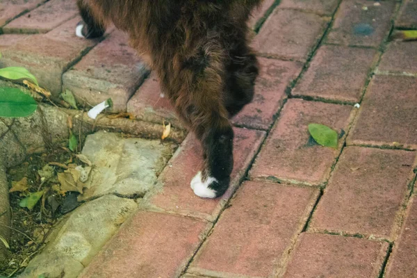 Tel Aviv Israel Dezembro 2020 Vista Gato Doméstico Abandonado Que — Fotografia de Stock