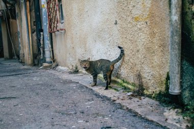 Tel Aviv İsrail 21 Aralık 2020 Tel Aviv sokaklarında yaşayan terk edilmiş evcil kedi görüntüsü ve İsrail 'deki koronavirüs salgını sırasında