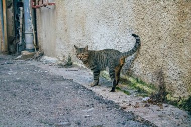 Tel Aviv İsrail 21 Aralık 2020 Tel Aviv sokaklarında yaşayan terk edilmiş evcil kedi görüntüsü ve İsrail 'deki koronavirüs salgını sırasında