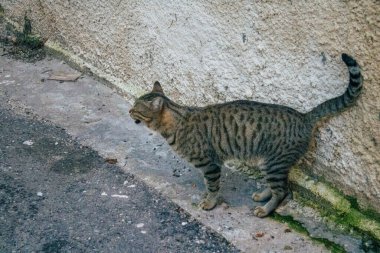 Tel Aviv İsrail 21 Aralık 2020 Tel Aviv sokaklarında yaşayan terk edilmiş evcil kedi görüntüsü ve İsrail 'deki koronavirüs salgını sırasında