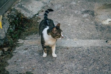 Tel Aviv İsrail 21 Aralık 2020 Tel Aviv sokaklarında yaşayan terk edilmiş evcil kedi görüntüsü ve İsrail 'deki koronavirüs salgını sırasında