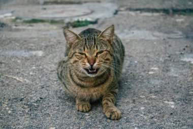 Tel Aviv İsrail 21 Aralık 2020 Tel Aviv sokaklarında yaşayan terk edilmiş evcil kedi görüntüsü ve İsrail 'deki koronavirüs salgını sırasında