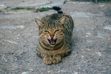 Tel Aviv İsrail 21 Aralık 2020 Tel Aviv sokaklarında yaşayan terk edilmiş evcil kedi görüntüsü ve İsrail 'deki koronavirüs salgını sırasında