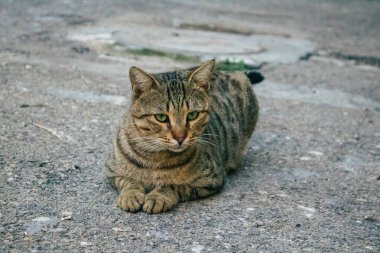 Tel Aviv İsrail 21 Aralık 2020 Tel Aviv sokaklarında yaşayan terk edilmiş evcil kedi görüntüsü ve İsrail 'deki koronavirüs salgını sırasında