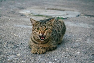 Tel Aviv İsrail 21 Aralık 2020 Tel Aviv sokaklarında yaşayan terk edilmiş evcil kedi görüntüsü ve İsrail 'deki koronavirüs salgını sırasında