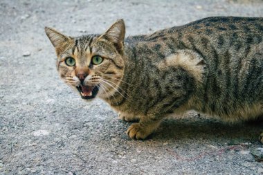 Tel Aviv İsrail 21 Aralık 2020 Tel Aviv sokaklarında yaşayan terk edilmiş evcil kedi görüntüsü ve İsrail 'deki koronavirüs salgını sırasında