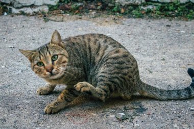Tel Aviv İsrail 21 Aralık 2020 Tel Aviv sokaklarında yaşayan terk edilmiş evcil kedi görüntüsü ve İsrail 'deki koronavirüs salgını sırasında