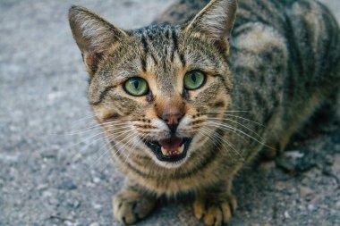 Tel Aviv İsrail 21 Aralık 2020 Tel Aviv sokaklarında yaşayan terk edilmiş evcil kedi görüntüsü ve İsrail 'deki koronavirüs salgını sırasında