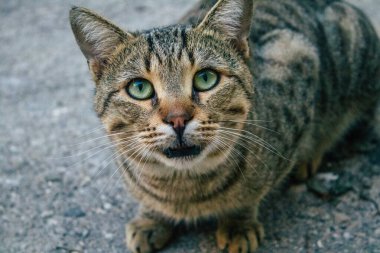 Tel Aviv İsrail 21 Aralık 2020 Tel Aviv sokaklarında yaşayan terk edilmiş evcil kedi görüntüsü ve İsrail 'deki koronavirüs salgını sırasında