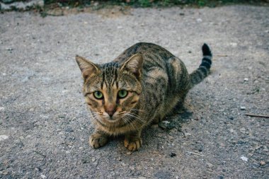 Tel Aviv İsrail 21 Aralık 2020 Tel Aviv sokaklarında yaşayan terk edilmiş evcil kedi görüntüsü ve İsrail 'deki koronavirüs salgını sırasında