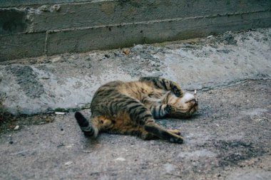 Tel Aviv İsrail 21 Aralık 2020 Tel Aviv sokaklarında yaşayan terk edilmiş evcil kedi görüntüsü ve İsrail 'deki koronavirüs salgını sırasında