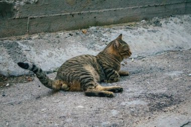 Tel Aviv İsrail 21 Aralık 2020 Tel Aviv sokaklarında yaşayan terk edilmiş evcil kedi görüntüsü ve İsrail 'deki koronavirüs salgını sırasında