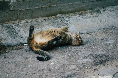 Tel Aviv İsrail 21 Aralık 2020 Tel Aviv sokaklarında yaşayan terk edilmiş evcil kedi görüntüsü ve İsrail 'deki koronavirüs salgını sırasında