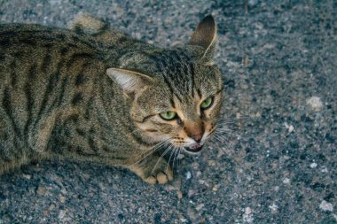 Tel Aviv İsrail 21 Aralık 2020 Tel Aviv sokaklarında yaşayan terk edilmiş evcil kedi görüntüsü ve İsrail 'deki koronavirüs salgını sırasında