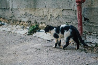 Tel Aviv İsrail 21 Aralık 2020 Tel Aviv sokaklarında yaşayan terk edilmiş evcil kedi görüntüsü ve İsrail 'deki koronavirüs salgını sırasında