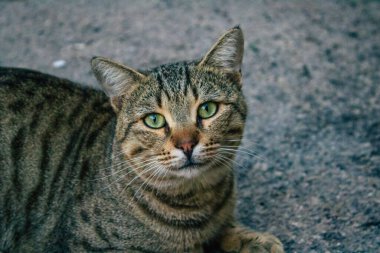 Tel Aviv İsrail 21 Aralık 2020 Tel Aviv sokaklarında yaşayan terk edilmiş evcil kedi görüntüsü ve İsrail 'deki koronavirüs salgını sırasında