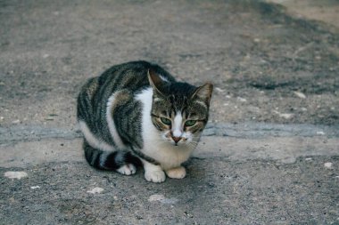 Tel Aviv İsrail 21 Aralık 2020 Tel Aviv sokaklarında yaşayan terk edilmiş evcil kedi görüntüsü ve İsrail 'deki koronavirüs salgını sırasında
