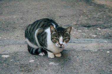 Tel Aviv İsrail 21 Aralık 2020 Tel Aviv sokaklarında yaşayan terk edilmiş evcil kedi görüntüsü ve İsrail 'deki koronavirüs salgını sırasında