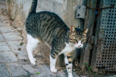 Tel Aviv İsrail 21 Aralık 2020 Tel Aviv sokaklarında yaşayan terk edilmiş evcil kedi görüntüsü ve İsrail 'deki koronavirüs salgını sırasında