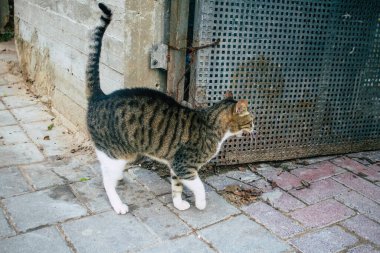 Tel Aviv İsrail 21 Aralık 2020 Tel Aviv sokaklarında yaşayan terk edilmiş evcil kedi görüntüsü ve İsrail 'deki koronavirüs salgını sırasında