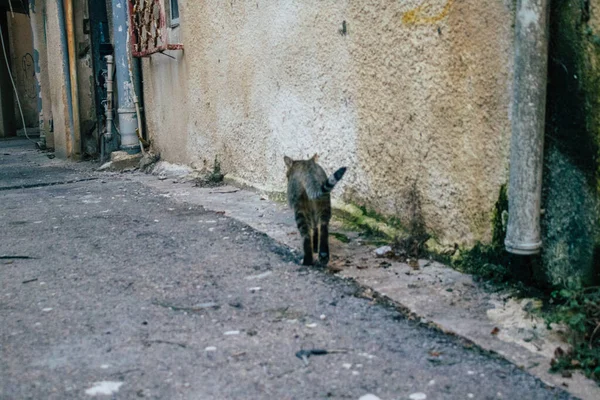 Tel Aviv İsrail 21 Aralık 2020 Tel Aviv sokaklarında yaşayan terk edilmiş evcil kedi görüntüsü ve İsrail 'deki koronavirüs salgını sırasında