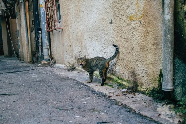 Tel Aviv Israel Dezembro 2020 Vista Gato Doméstico Abandonado Que — Fotografia de Stock