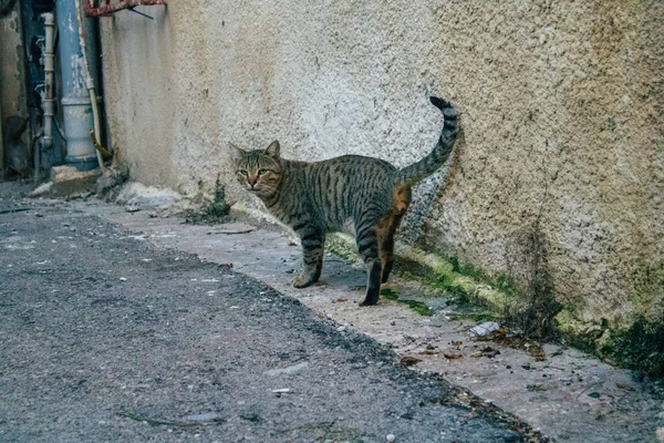 テルアビブイスラエル2020年12月21日市内封鎖とイスラエルのコロナウイルス発生中のテルアビブの街に住む放棄された国内猫の眺め — ストック写真