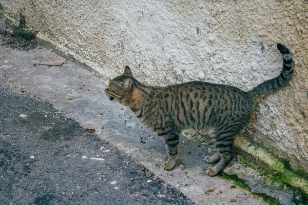 Tel Aviv İsrail 21 Aralık 2020 Tel Aviv sokaklarında yaşayan terk edilmiş evcil kedi görüntüsü ve İsrail 'deki koronavirüs salgını sırasında