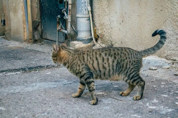 Tel Aviv Israël Décembre 2020 Vue Chat Domestique Abandonné Vivant — Photo