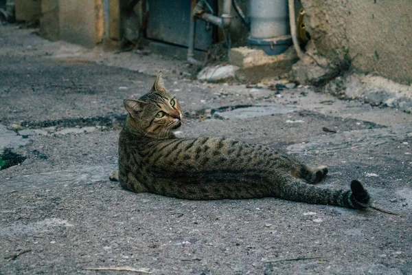 以色列特拉维夫2020年12月21日在以色列城市封锁和考拉韦病毒爆发期间生活在特拉维夫街头的被遗弃的家猫景观 — 图库照片