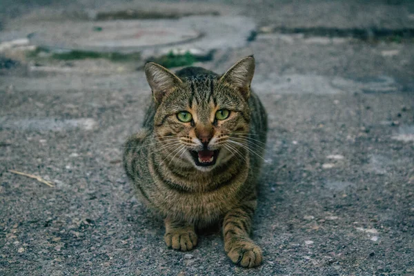 Tel Aviv İsrail 21 Aralık 2020 Tel Aviv sokaklarında yaşayan terk edilmiş evcil kedi görüntüsü ve İsrail 'deki koronavirüs salgını sırasında