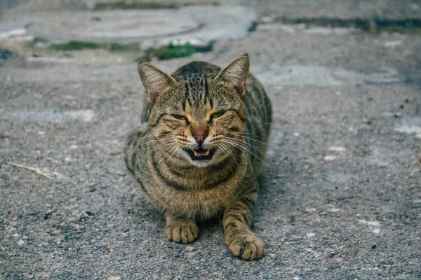 Tel Aviv İsrail 21 Aralık 2020 Tel Aviv sokaklarında yaşayan terk edilmiş evcil kedi görüntüsü ve İsrail 'deki koronavirüs salgını sırasında