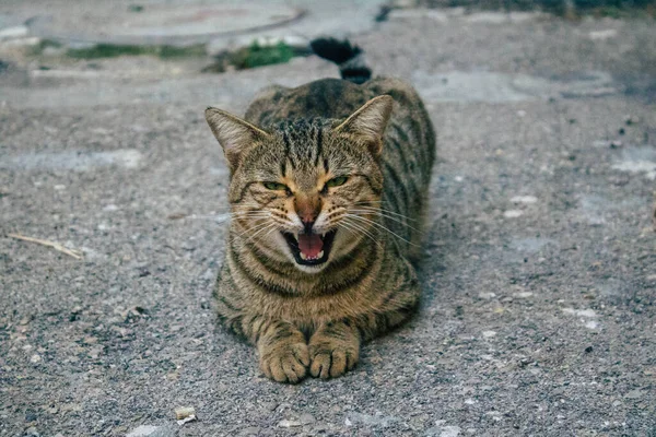 Tel Aviv İsrail 21 Aralık 2020 Tel Aviv sokaklarında yaşayan terk edilmiş evcil kedi görüntüsü ve İsrail 'deki koronavirüs salgını sırasında