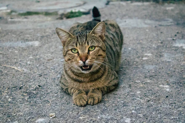 Tel Aviv İsrail 21 Aralık 2020 Tel Aviv sokaklarında yaşayan terk edilmiş evcil kedi görüntüsü ve İsrail 'deki koronavirüs salgını sırasında