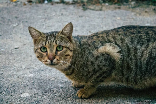 Tel Aviv Israel Diciembre 2020 Vista Gato Doméstico Abandonado Viviendo — Foto de Stock