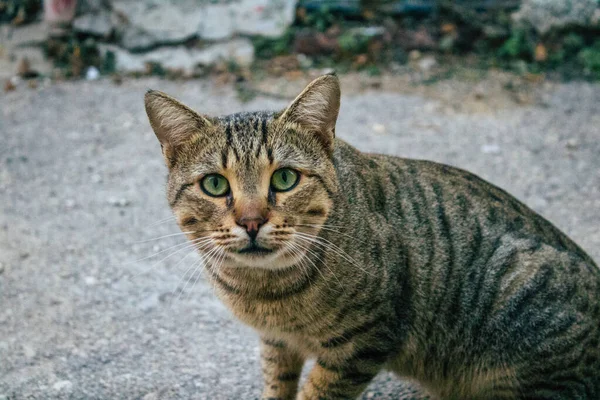 Tel Aviv Israel Dezember 2020 Blick Auf Herrenlose Hauskatzen Die — Stockfoto