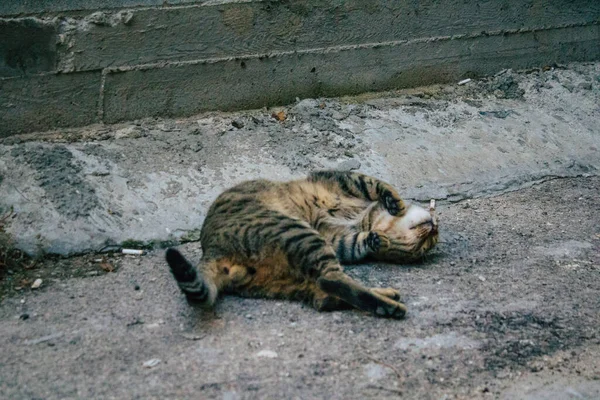 Tel Aviv İsrail 21 Aralık 2020 Tel Aviv sokaklarında yaşayan terk edilmiş evcil kedi görüntüsü ve İsrail 'deki koronavirüs salgını sırasında