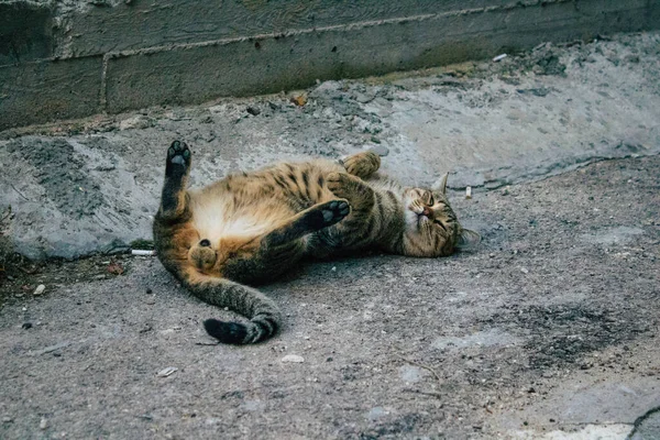 Tel Aviv İsrail 21 Aralık 2020 Tel Aviv sokaklarında yaşayan terk edilmiş evcil kedi görüntüsü ve İsrail 'deki koronavirüs salgını sırasında