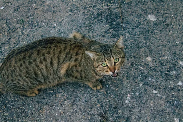 Tel Aviv Israel Dezembro 2020 Vista Gato Doméstico Abandonado Que — Fotografia de Stock