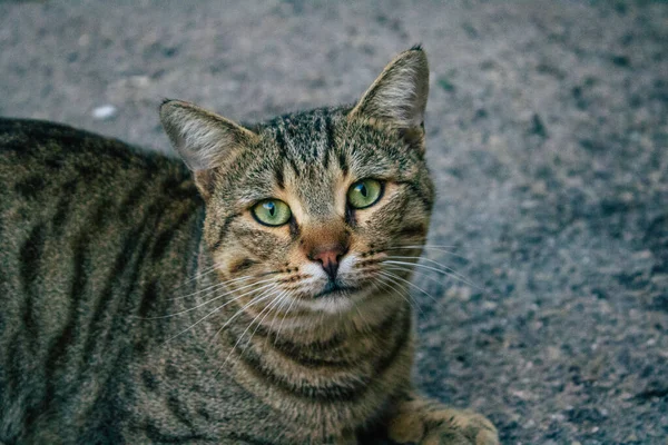 Tel Aviv İsrail 21 Aralık 2020 Tel Aviv sokaklarında yaşayan terk edilmiş evcil kedi görüntüsü ve İsrail 'deki koronavirüs salgını sırasında