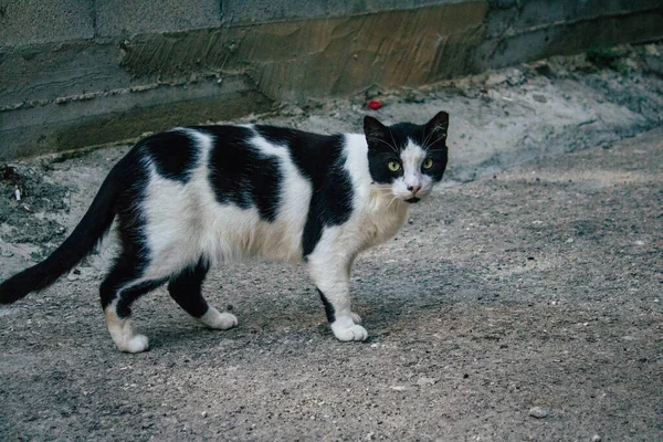 Τελ Αβίβ Ισραήλ Δεκεμβρίου 2020 Άποψη Εγκαταλελειμμένης Εγχώριας Γάτας Που — Φωτογραφία Αρχείου