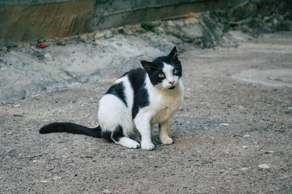 テルアビブイスラエル2020年12月21日市内封鎖とイスラエルのコロナウイルス発生中のテルアビブの街に住む放棄された国内猫の眺め — ストック写真