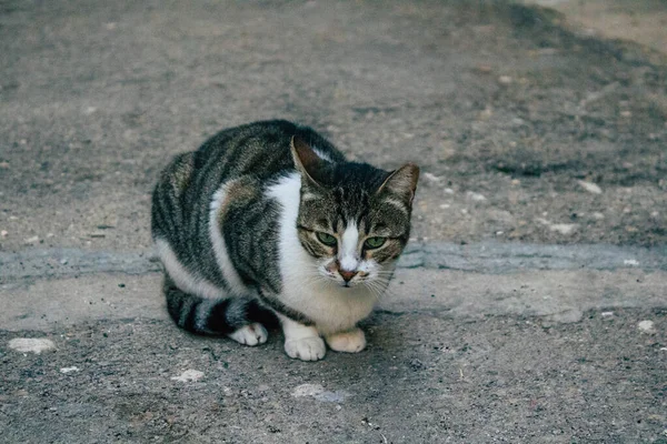 Tel Aviv İsrail 21 Aralık 2020 Tel Aviv sokaklarında yaşayan terk edilmiş evcil kedi görüntüsü ve İsrail 'deki koronavirüs salgını sırasında