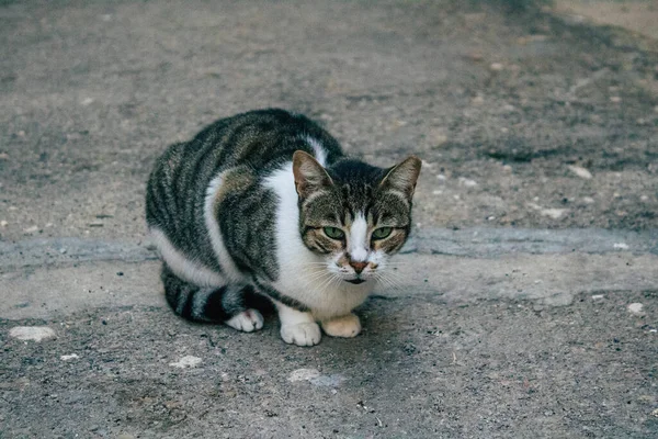 Tel Aviv İsrail 21 Aralık 2020 Tel Aviv sokaklarında yaşayan terk edilmiş evcil kedi görüntüsü ve İsrail 'deki koronavirüs salgını sırasında