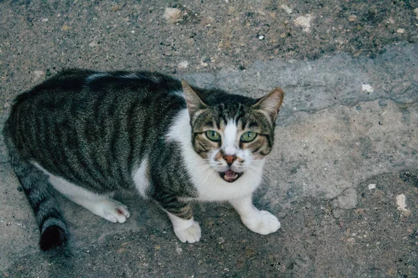 以色列特拉维夫2020年12月21日在以色列城市封锁和考拉韦病毒爆发期间生活在特拉维夫街头的被遗弃的家猫景观 — 图库照片