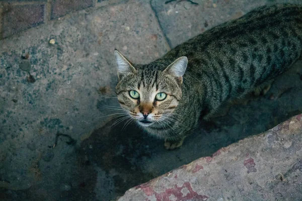 Tel Aviv İsrail 21 Aralık 2020 Tel Aviv sokaklarında yaşayan terk edilmiş evcil kedi görüntüsü ve İsrail 'deki koronavirüs salgını sırasında