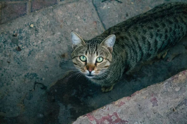 Tel Aviv Israel Diciembre 2020 Vista Gato Doméstico Abandonado Viviendo —  Fotos de Stock