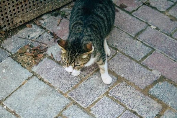 Tel Aviv Israel Diciembre 2020 Vista Gato Doméstico Abandonado Viviendo —  Fotos de Stock