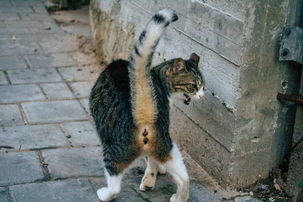 Tel Aviv Israel Dezembro 2020 Vista Gato Doméstico Abandonado Que — Fotografia de Stock